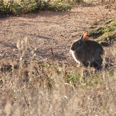 Oryctolagus cuniculus (European Rabbit) at Chapman, ACT - Yesterday by LineMarie