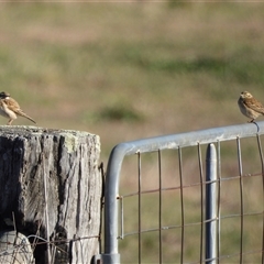Anthus australis at Chapman, ACT - Yesterday by LineMarie