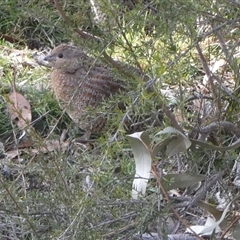 Synoicus ypsilophorus (Brown Quail) at Borough, NSW - 18 Jun 2025 by Paul4K