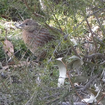Synoicus ypsilophorus (Brown Quail) at Borough, NSW - 18 Jun 2025 by Paul4K