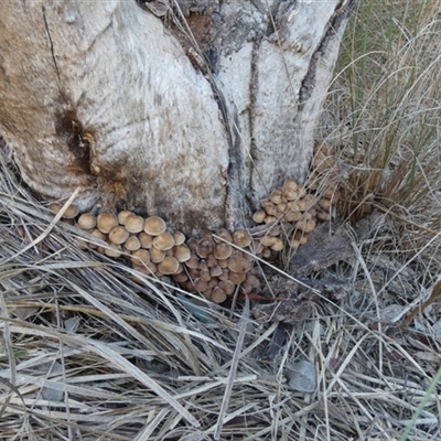 Mycena sp. (genus) at Queanbeyan West, NSW - Yesterday by Paul4K