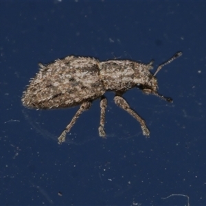 Floresianus sordidus at Freshwater Creek, VIC - 14 May 2025 04:58 PM