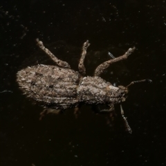 Floresianus sordidus at Freshwater Creek, VIC - 14 May 2025 04:58 PM