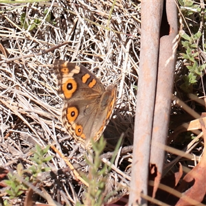 Junonia villida (Meadow Argus) at Tharwa, ACT - 12 Apr 2025 by ConBoekel