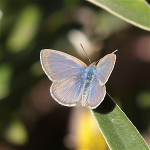 Zizina otis at Tharwa, ACT - 12 Apr 2025 by ConBoekel