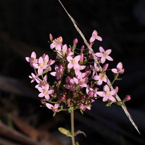 Unverified Other Wildflower or Herb at Tharwa, ACT - 12 Apr 2025 by ConBoekel