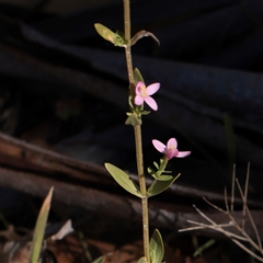 Centaurium sp. at Tharwa, ACT - 12 Apr 2025 11:18 AM