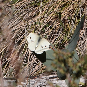 Pieris rapae at Tharwa, ACT - 12 Apr 2025 by ConBoekel