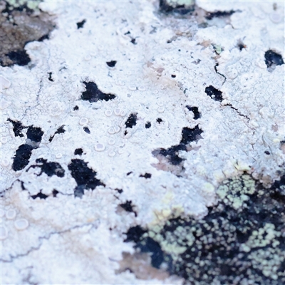 Unverified Lichen at Tharwa, ACT - 12 Apr 2025 by ConBoekel