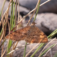 Scopula rubraria (Reddish Wave, Plantain Moth) at Tharwa, ACT - 12 Apr 2025 by ConBoekel