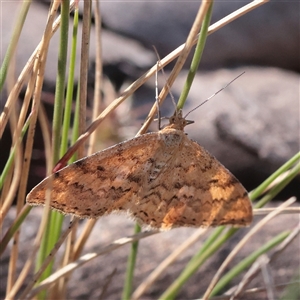 Scopula rubraria at Tharwa, ACT - 12 Apr 2025 by ConBoekel