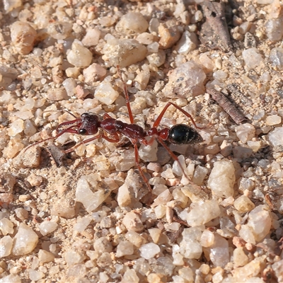 Myrmecia sp. (genus) (Bull ant or Jack Jumper) at Tharwa, ACT - 12 Apr 2025 by ConBoekel