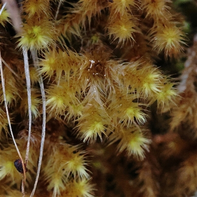 Unverified Moss, Liverwort or Hornwort at Tharwa, ACT - 12 Apr 2025 by ConBoekel