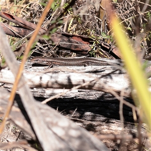 Unverified Skink at Tharwa, ACT - 12 Apr 2025 by ConBoekel