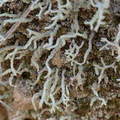 Unverified Moss, Liverwort or Hornwort at Tharwa, ACT - 12 Apr 2025 by ConBoekel