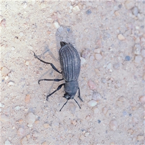 Unverified Beetle (Coleoptera) at Tharwa, ACT - 12 Apr 2025 by ConBoekel