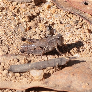 Phaulacridium vittatum at Tharwa, ACT - 12 Apr 2025 by ConBoekel