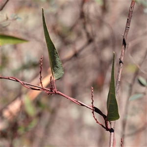 Unverified Climber or Mistletoe at Tharwa, ACT - 12 Apr 2025 by ConBoekel