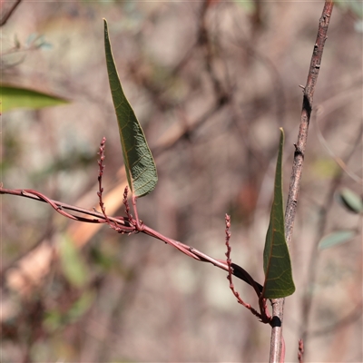 Hardenbergia violacea (False Sarsaparilla) at Tharwa, ACT - 12 Apr 2025 by ConBoekel
