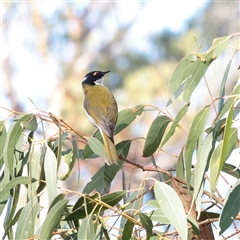 Melithreptus lunatus at Tharwa, ACT - 12 Apr 2025 by ConBoekel