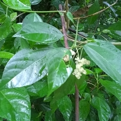 Dendrocnide photiniphylla (Shiny-Leaved Stinging Tree) at Finlayvale, QLD - 20 Jun 2016 by JasonPStewartNMsnc2016