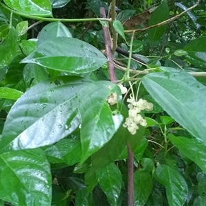 Dendrocnide photiniphylla (Shiny-Leaved Stinging Tree) at Finlayvale, QLD - 20 Jun 2016 by JasonPStewartNMsnc2016