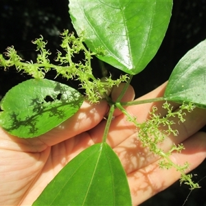 Dendrocnide photiniphylla at Finlayvale, QLD - 29 Jun 2016 03:23 PM