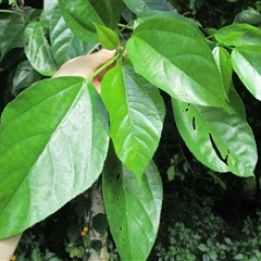 Dendrocnide photiniphylla at Finlayvale, QLD - 29 Jun 2016 03:23 PM