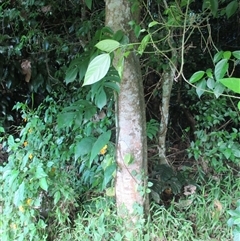 Dendrocnide photiniphylla at Finlayvale, QLD - 29 Jun 2016 03:23 PM