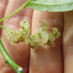 Dendrocnide photiniphylla at Finlayvale, QLD - 29 Jun 2016 03:23 PM