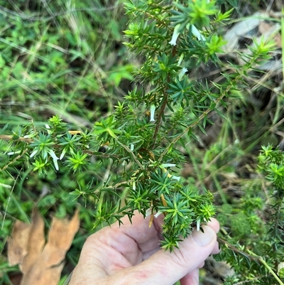 Unverified Plant at Mount George, NSW - 21 Jun 2025 by JenniferS