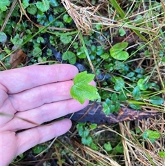 Unverified Plant at Mount George, NSW - 21 Jun 2025 by JenniferS