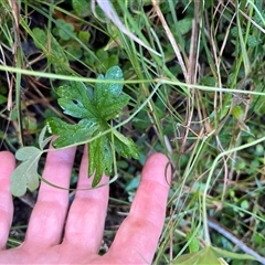 Unverified at suppressed - suppressed