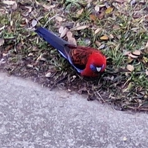 Platycercus elegans at Casey, ACT - 21 Jun 2025 01:18 PM