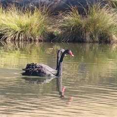 Cygnus atratus at Bonython, ACT - Yesterday by RodDeb