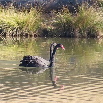 Cygnus atratus at Bonython, ACT - Yesterday by RodDeb