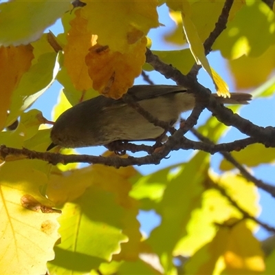 Acanthiza pusilla (Brown Thornbill) at Greenway, ACT - Yesterday by RodDeb