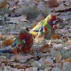 Platycercus elegans at Greenway, ACT - Yesterday by RodDeb