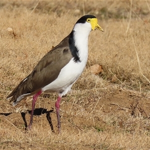 Vanellus miles at Greenway, ACT - 20 Jun 2025 02:12 PM