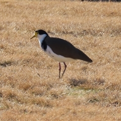 Vanellus miles at Greenway, ACT - 20 Jun 2025 02:12 PM