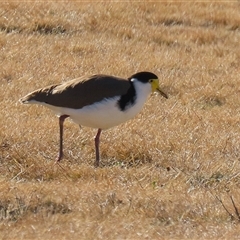 Vanellus miles at Greenway, ACT - 20 Jun 2025 02:12 PM