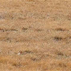 Vanellus miles at Greenway, ACT - 20 Jun 2025 02:12 PM