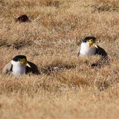 Vanellus miles at Greenway, ACT - 20 Jun 2025 02:12 PM