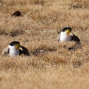Vanellus miles at Greenway, ACT - 20 Jun 2025 02:12 PM