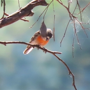 Petroica boodang (Scarlet Robin) at Greenway, ACT - 20 Jun 2025 by RodDeb
