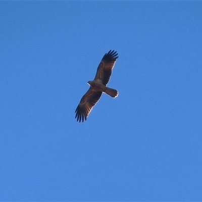 Haliastur sphenurus (Whistling Kite) at Greenway, ACT - Yesterday by RodDeb