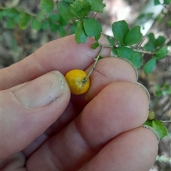 Pittosporum multiflorum at Pappinbarra, NSW - 21 Jun 2025 11:22 AM