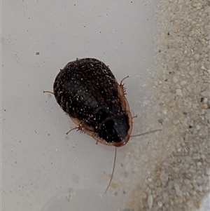 Calolampra sp. (genus) (Bark cockroach) at Michelago, NSW - 21 Jun 2025 by RubyB