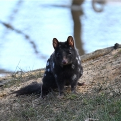 Dasyurus viverrinus (Eastern Quoll) at Throsby, ACT - 11 Jun 2025 by davidcunninghamwildlife