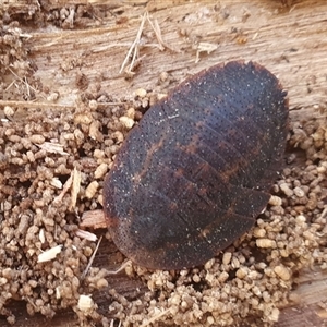 Laxta sp. (genus) at Penrose, NSW - 21 Jun 2025 by Aussiegall